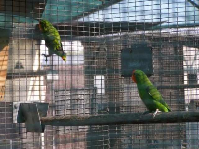 Pair of Pullarias (Red Faced) Hembra y macho Pullarias