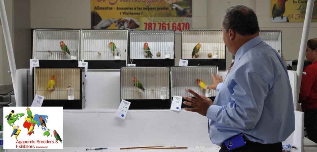 ABE Show Trujillo Alto, Puerto Rico - Luis Ocasio judging. Courtesy Gerado Toledo