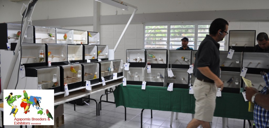 ABE Show Trujillo ALto, Puerto Rico - A very large fischeri section, Arnaldo Repollet accommodates the birds for the judge. Courtesy Gerardo Toledo