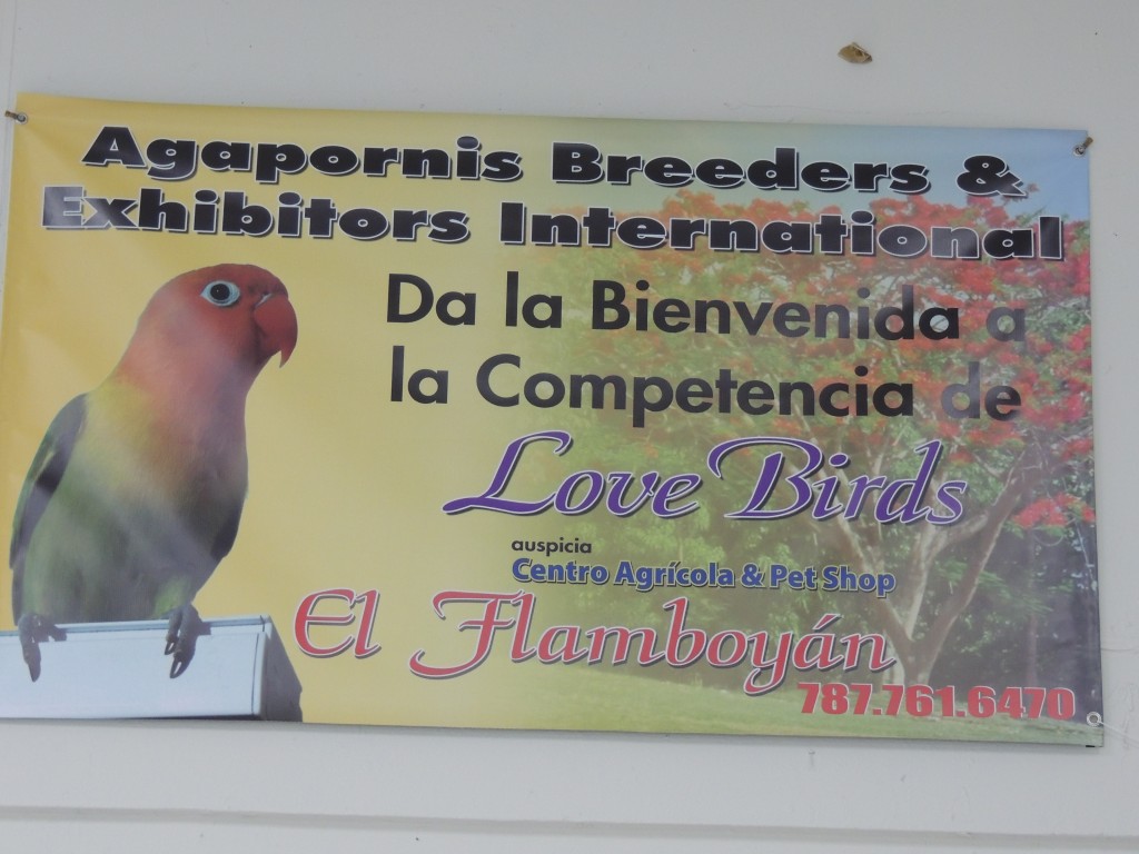 Welcome to the Lovebird Show in Puerto Rico sanctioned by Agapornis Breeders & Exhibitors. Bienvenidos a la competencia de agapornis en Puerto Rico sancionada por Agapornis Breeders & Exhibitors. Courtesy Marilena Salmones