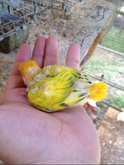 Young Pied fischeri - Courtesy Fabio Tarazona