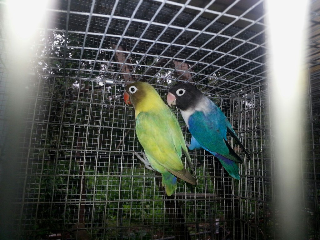 Blue personatus (right), Yellow Edged personatus (left). Azul personatus (derecha), Amarillo Edged (izquierda). Courtesy Nicky Mass