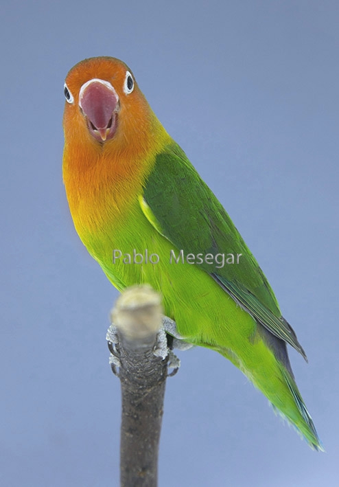 Fischeri, wild color - Courtesy Pablo Mesegar