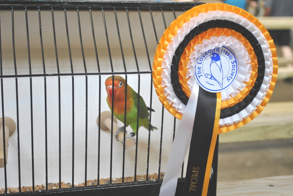 Stafford Nest Feather Show - 7/7/2013 FIscheri owned by Neil Pegrum - Courtesy Allen King