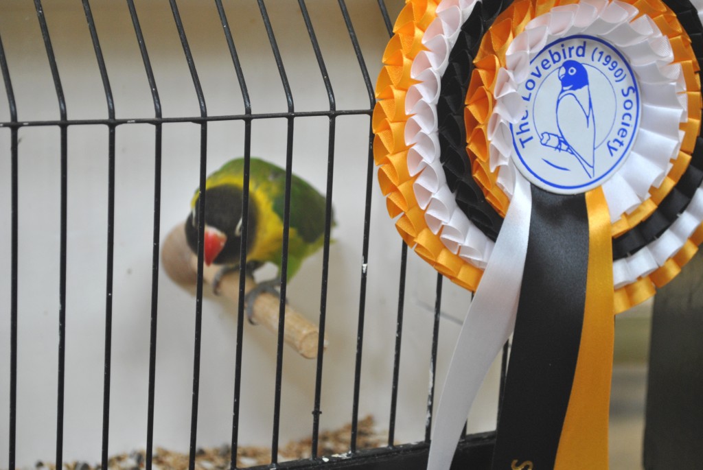 Stafford Nest Feather Show - 7/7/2013 Personatus owned by Tony Mulford - Courtesy Allen Kimg