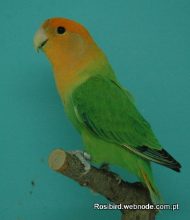 Green Orangefaced Opaline Roseicollis - Courtesy Luis Grencho, Copyright