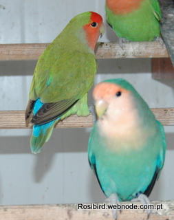 Aqua (in the front), Green Standard Roseicollis - Couryesy Luis Grencho, Copyright