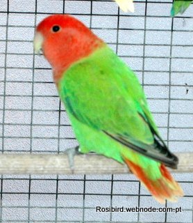 Lovebird Color Mutations Chart