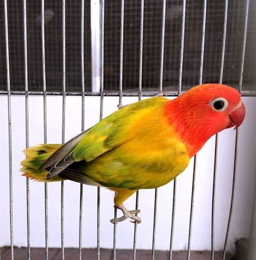 Rare Lovebird Mutation - unique rare bird