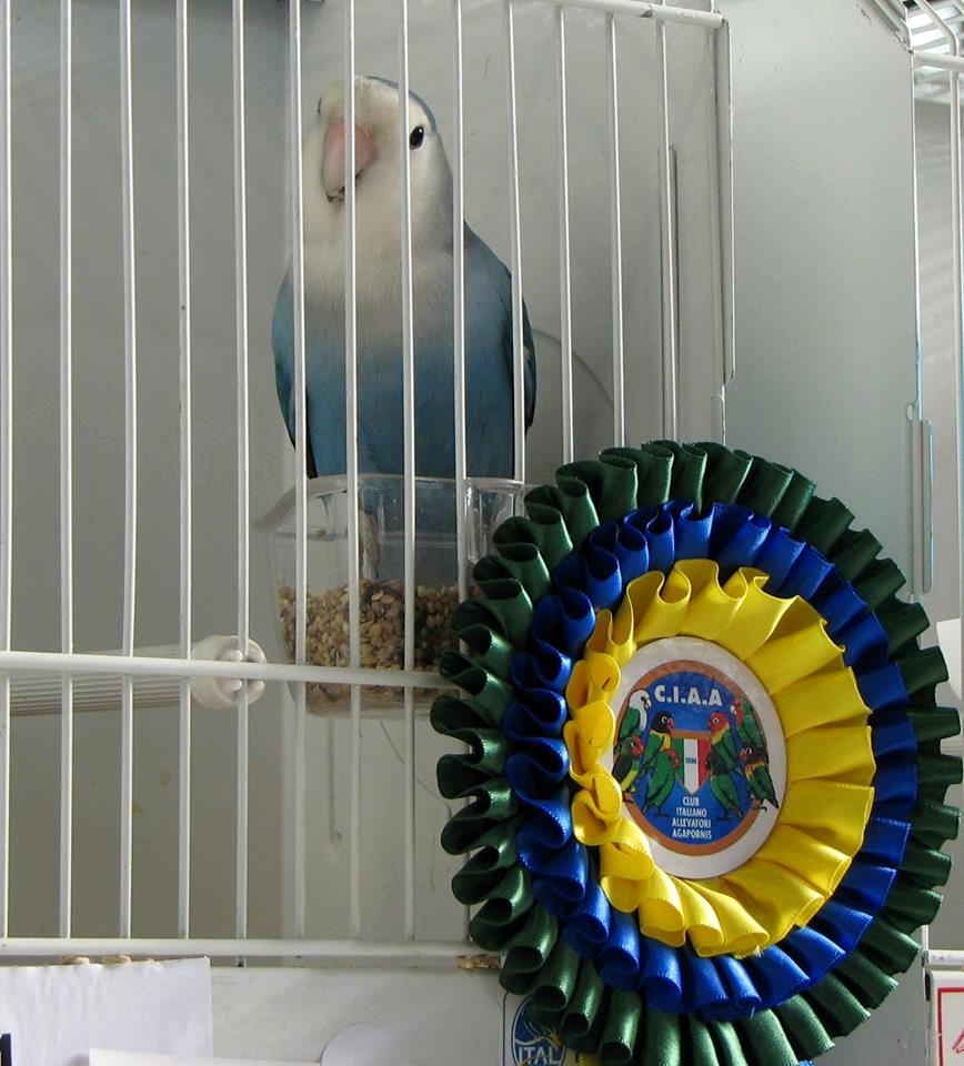 Psittacus Forli Show 2014 - bird owned by Fabio Baesi, photo courtesy Fabio Baesi. Roseicollis - Whitefaced Medium Aqua 