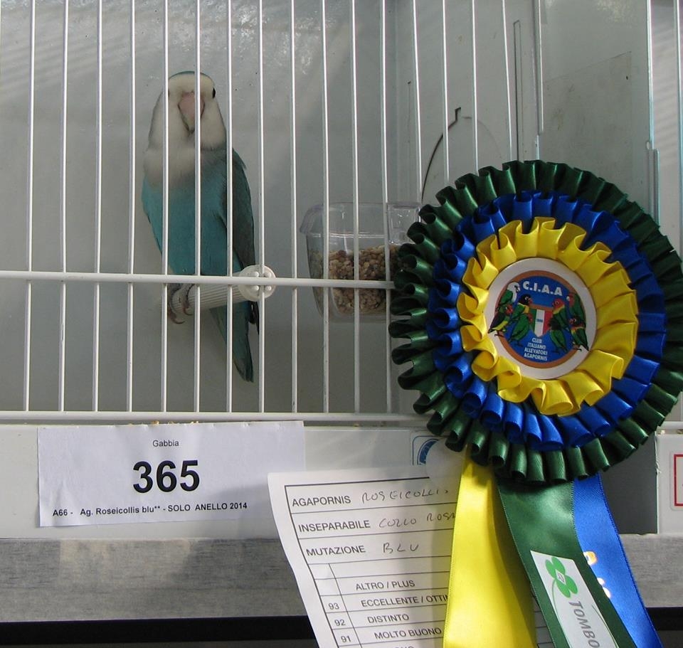 Psittacus Forli Show 2014 - bird owned by Fabio Baesi, photo courtesy Fabio Baesi. Roseicollis - Whitefaced Aqua (blue) -unflighted 2014