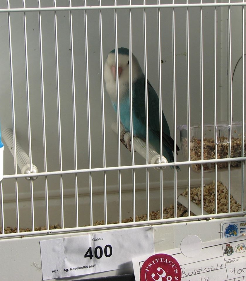 Psittacus Forli Show 2014 - bird owned by Fabio Baesi, photo courtesy Fabio Baesi. Roseicollis - Whitefaced Aqua (blue).