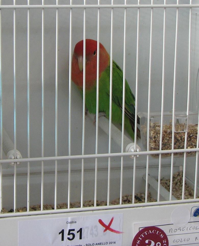 Psittacus Forli Show 2014 - bird owned by Fabio Baesi, photo courtesy Fabio Baesi. Roseicollis - Opaline Green - unflighted 2014