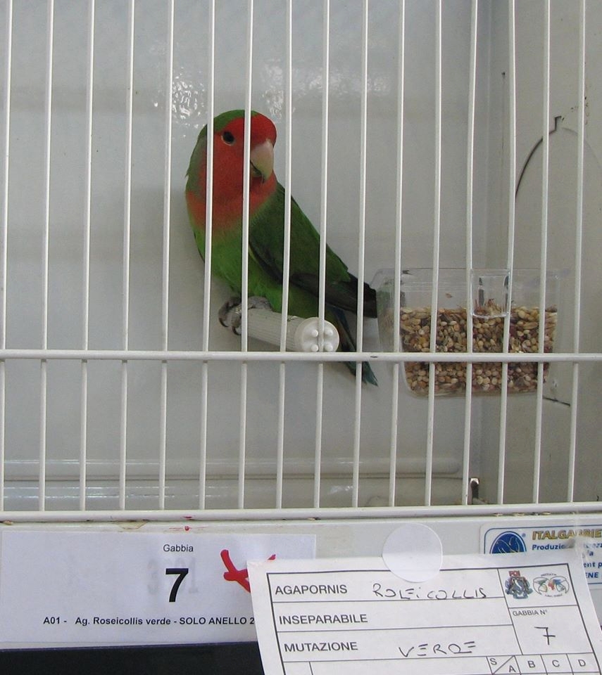 Psittacus Forli Show 2014 - bird owned by Fabio Baesi, photo courtesy Fabio Baesi. Roseicollis - Green - unflighted 2014