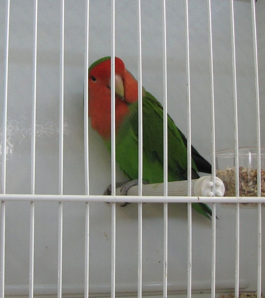 Psittacus Forli Show 2014 - bird owned by Fabio Baesi, photo courtesy Fabio Baesi. Roseicollis Green