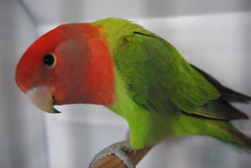 Opaline Roseicollis - Barcelos 2014 - Courtesy Luis Grencho