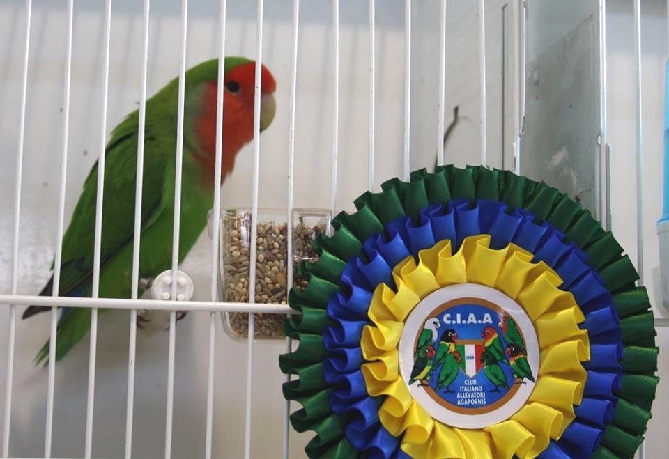 Psittacus Forli Show 2014 - bird owned by Agapornis Edmundo Italia, photo courtesy Agapornis Edmundo Italia. Roseicollis Green (may be Med Green but hard to tell from photo).