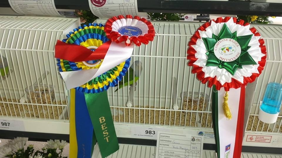 Psittacus Forli Show 2014 - bird owned by Roberto Zuffoli, photo courtesy Roberto Zuffoli. Agapornis Canus - Best in Show 2014