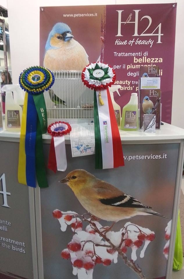 Psittacus Forli Show 2014 - bird owned by Roberto Zuffoli, photo courtesy Roberto Zuffoli. Agapornis Canus - Best in Show 2014