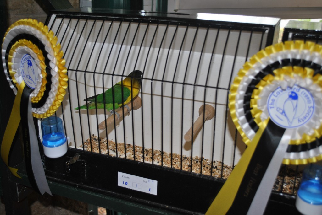 Green Personatus - The Lovebird Society UK - Bird owned by Neil Pegrum, photo courtesy Allen King