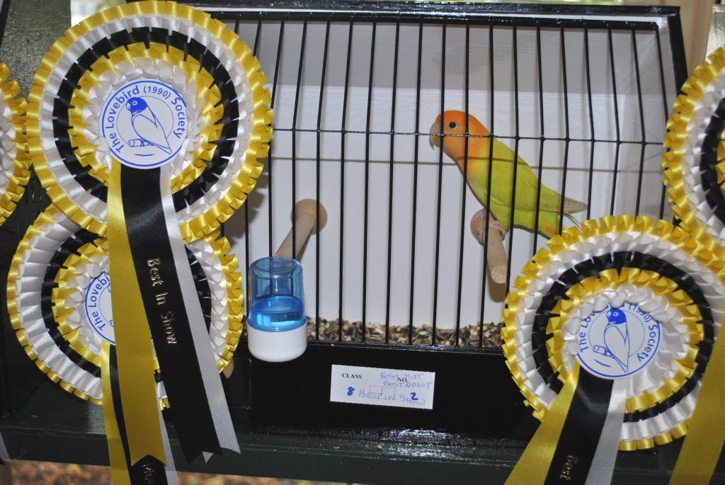 Best in Show - Opaline Orangefaced Roseicollis - The Lovebird Society UK - Bird owned by Andy Morton, photo courtesy Allen King