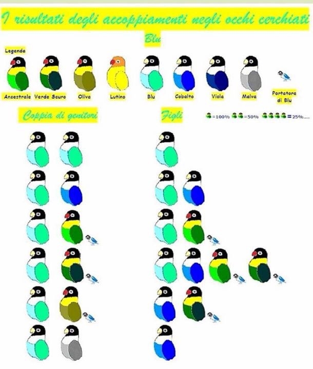 Peach Faced Lovebird Color Chart