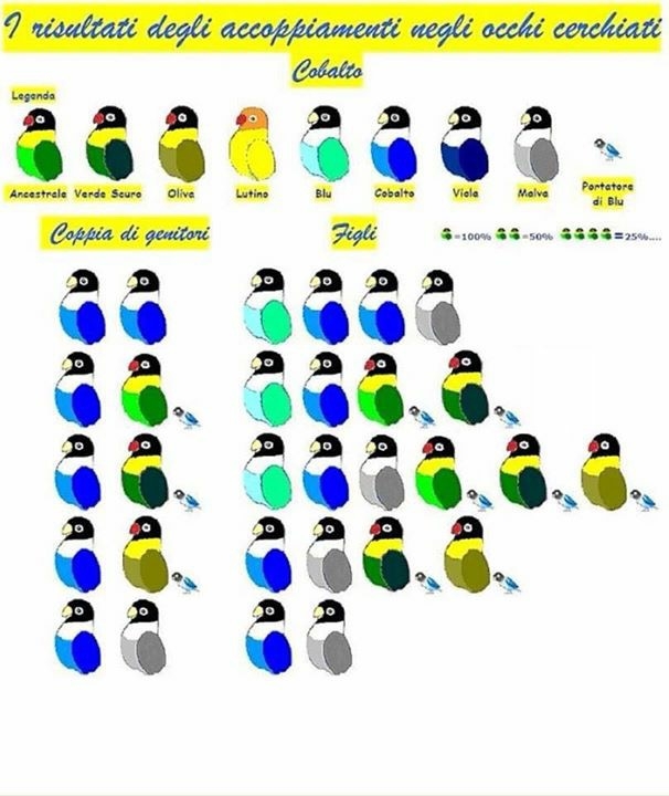 Lovebird Mutations Chart