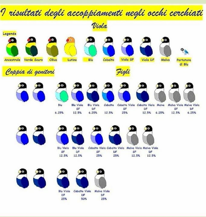 Lovebird Mutations Chart