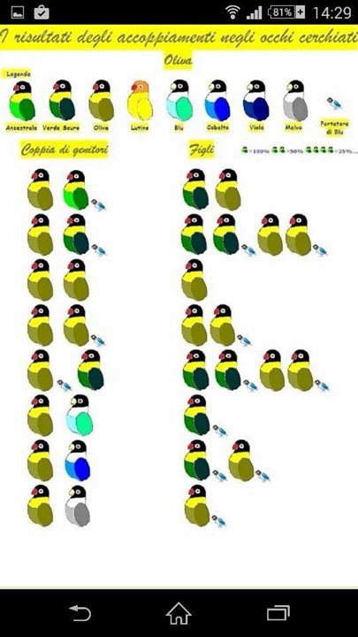 Lovebird Mutation Chart