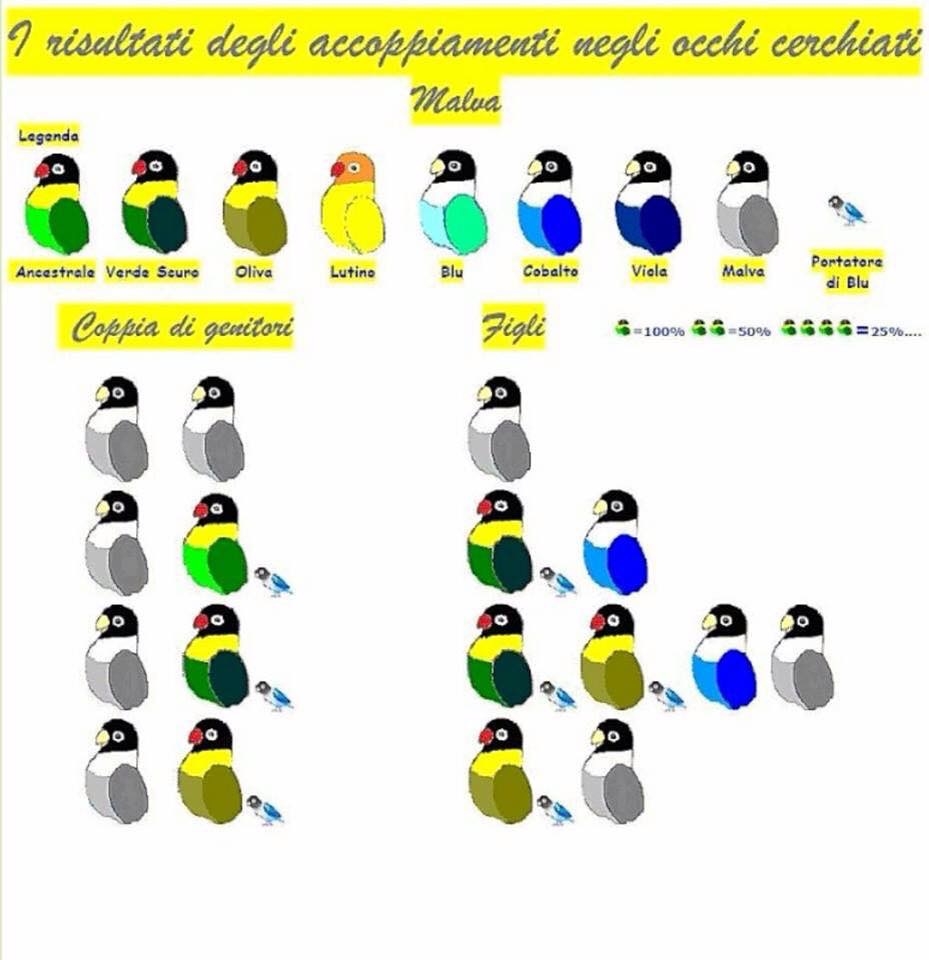 African Lovebird Color Chart