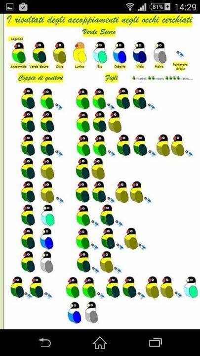 Lovebird Mutation Chart