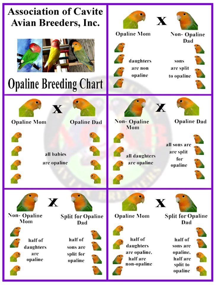 Courtesy Association of Cavite Avian Breeders, inc.