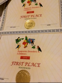 ABE First place custom certificates for Peachfaced Division and Eyerings & Rares Division.