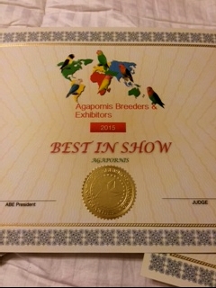 ABE Best in Show custom certificate. ABE judges choose a Best in Show when there is a two Division Show.