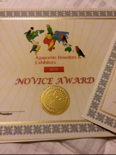 ABE Novice custom certificate. A novice is an exhibitor who has never placed on the Top Bench.