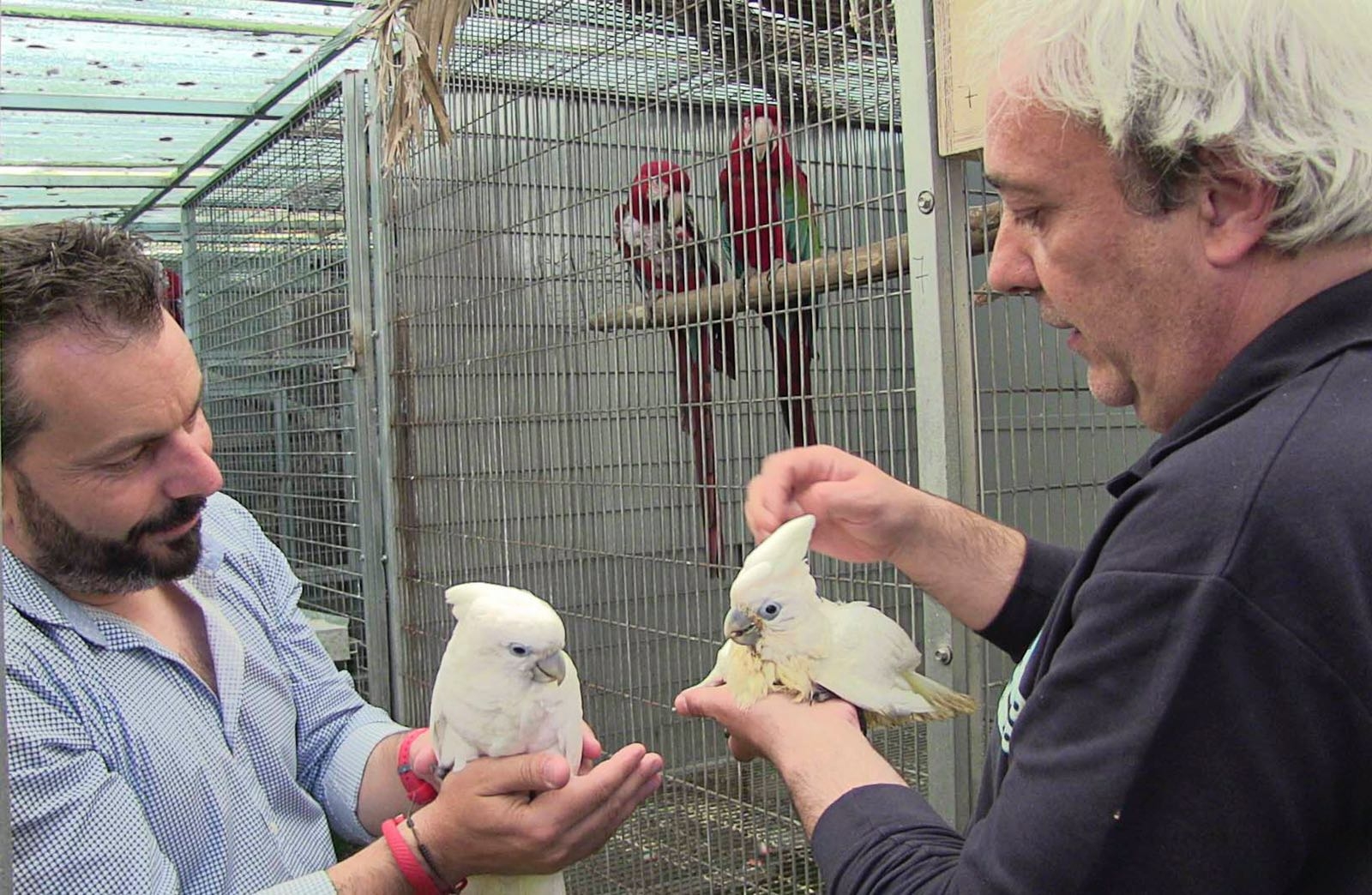 Left to right: Mayor of Gondomar (Galicia, Spain), Javier Penedo (ABE Judge and Secretary for ACAE) and Sinchan the Cockatoo and a sibling.