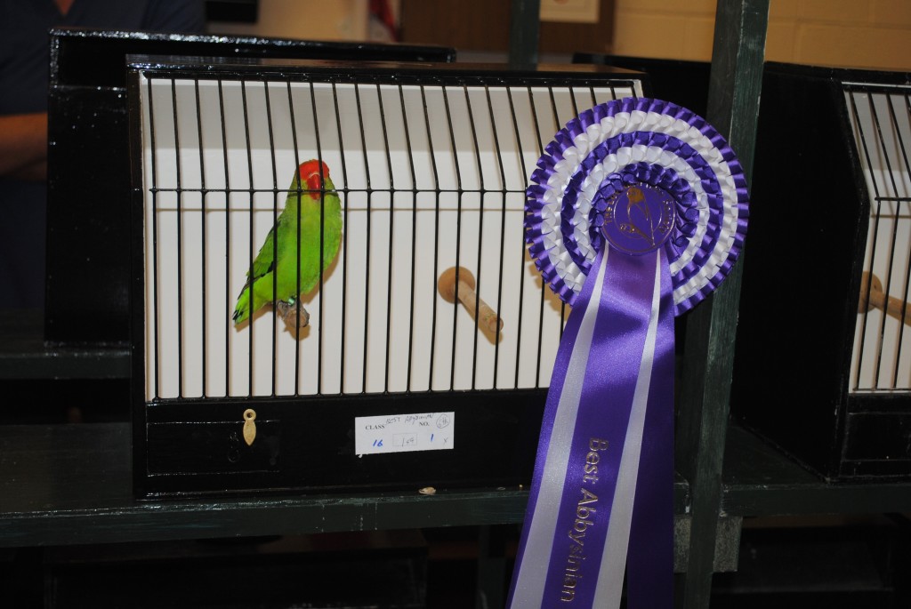 Best Abyssinian - Stevie Stewart Courtesy Allen King